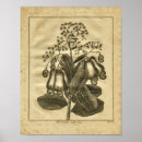 Search for medicinal herbs posters Botanical