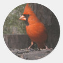 Search for cardinals stickers Photography