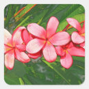 Search for frangipani stickers Pink