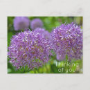 Search for allium postcards Garden