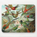 Search for rainforest mousepads Hummingbirds