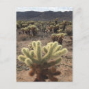 Search for joshua tree national park postcards Photography