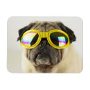 Search for pug magnets Funny