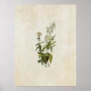 Search for flycatcher posters Audubon