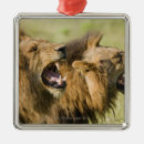 Search for african christmas tree decorations Nature