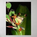 Search for tree frogs photography Cute