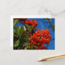 Search for orange fruit postcards Green leaves