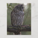 Search for juvenile postcards Outdoors