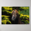 Search for stallion posters Equestrian