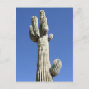Search for scottsdale arizona postcards Cactus