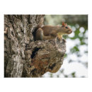 Search for squirrel in a tree art Mammal