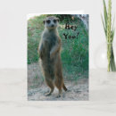 Search for meerkat birthday cards Humour