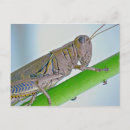 Search for grasshoppers postcards Wildlife