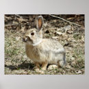 Search for cottontail art Bunny