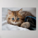 Search for cat in clothes posters Pets