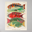 Search for antique fish print posters Animal