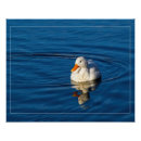 Search for little duck posters Bird