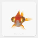 Search for one eye stickers Looking