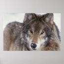 Search for wolf pictures posters Nature