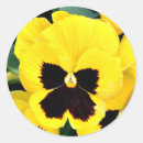 Search for pansy stickers Bright