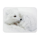 Search for arctic fox cards Canada