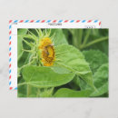 Search for pollinators postcards Bee