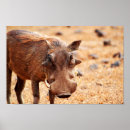 Search for warthog posters Funny