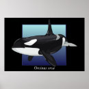 Search for killer whale posters Dolphin