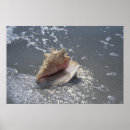 Search for pictures of seashells posters Coast