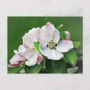 Search for white bloom postcards Nature photography