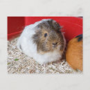 Search for caged postcards Pet
