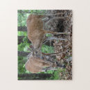 Search for whitetail deer puzzles Wildlife