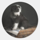 Search for spain pictures stickers Dog