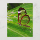 Search for clearwing Butterfly