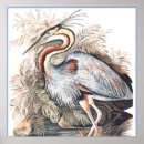 Search for audubon watercolors posters Elizabeth gwillim
