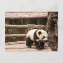Search for panda bear postcards Travel