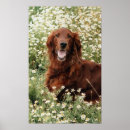 Search for irish setter posters Red