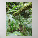 Search for rain forests posters Tropical