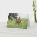 Search for mallards cards Bird
