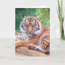 Search for predators cards Tiger