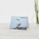 Search for seagull cards Nature