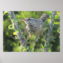 Search for wren posters Wildlife