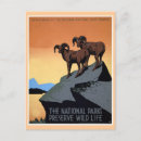 Search for bighorn postcards States