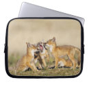 Search for vulpes Swift fox