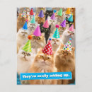 Search for cute pets cards Cats