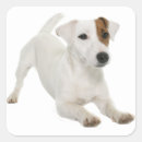 Search for jack russell terrier puppy stickers Dogs
