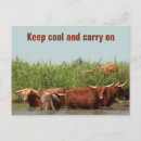 Search for longhorn postcards Cow