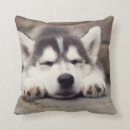 Search for siberian husky cushions Alaskan malamute