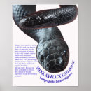 Search for herp posters Reptile