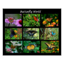 Search for large butterfly posters Floral